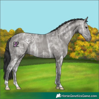 Horse Color:Grullo Ice Rabicano 