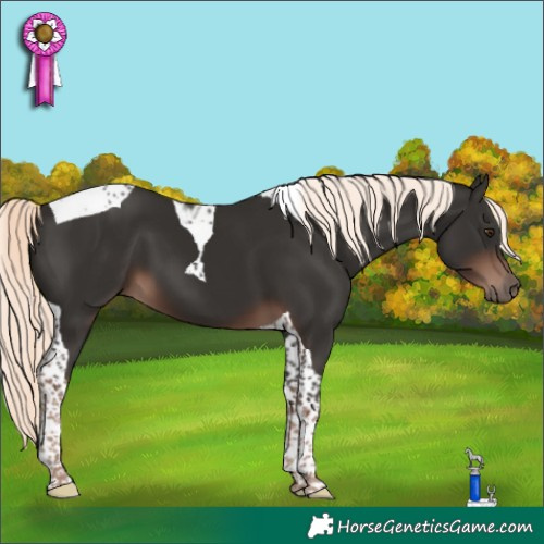 Horse Color:Liver Chestnut Mushroom Tobiano