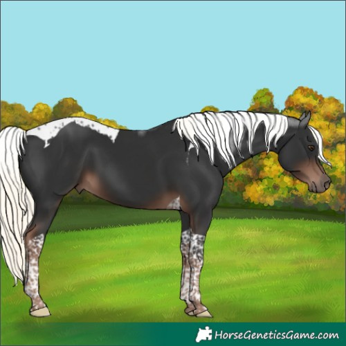 Horse Color:Liver Chestnut Mushroom Tobiano 