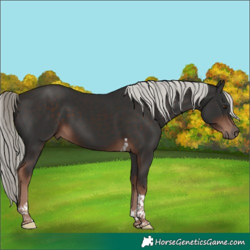 Horse Color:Liver Chestnut Mushroom Tobiano 