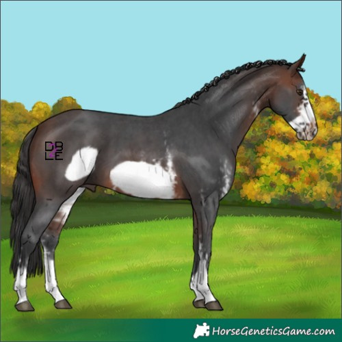Horse Color:Brown Mushroom Sabino Frame 