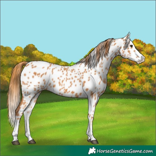 Horse Color:Chestnut Splash Appaloosa 