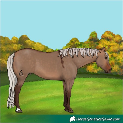 Horse Color:Silver Bay Dun 