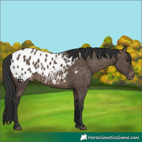 Horse Color:Brown Dun Appaloosa 