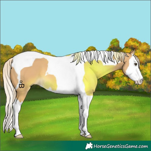 Horse Color:Palomino Dun Splash Tobiano