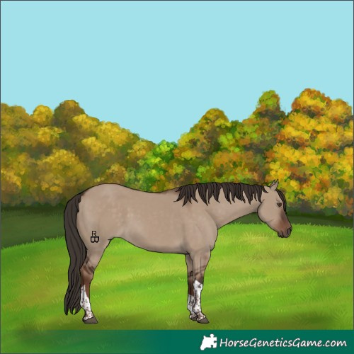 Horse Color:Liver Red Dun Tobiano 