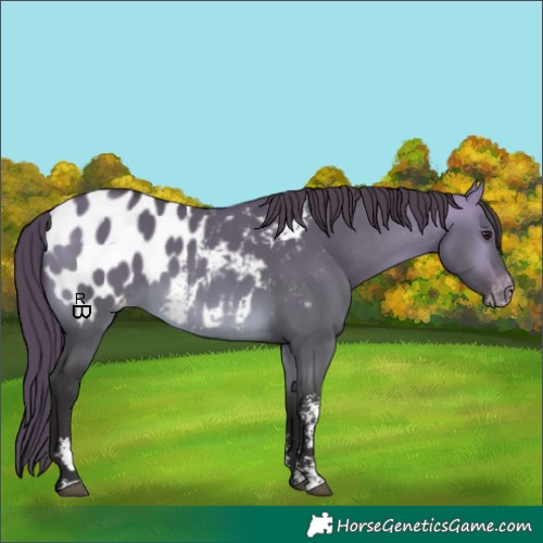 Horse Color:Buckskin Dun Sabino Appaloosa 