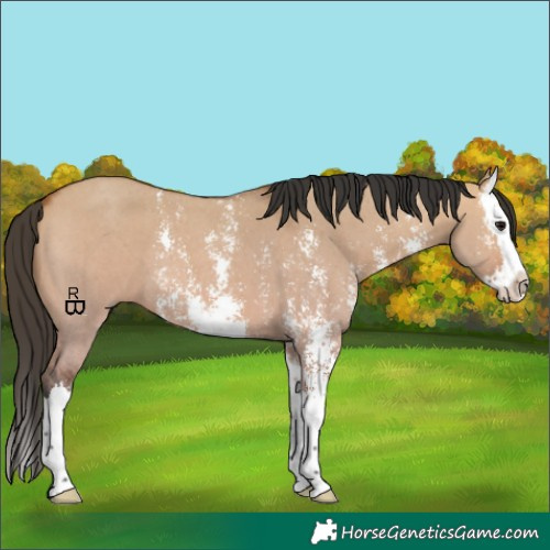 Horse Color:Bay Dun Sabino Splash 