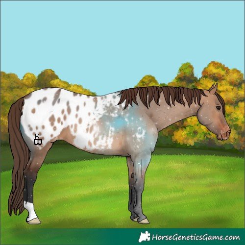 Horse Color:Bay Dun Appaloosa 