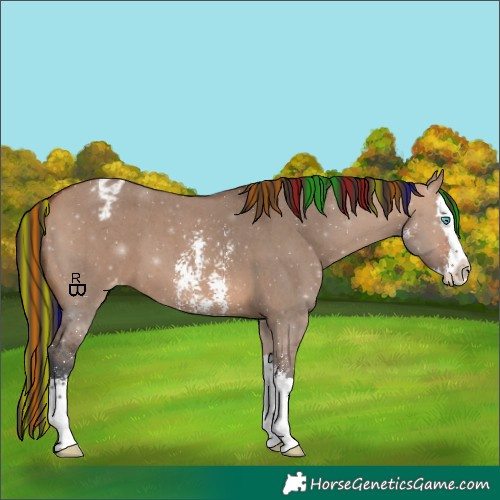 Horse Color:Painted Bay Dun Sabino Splash Appaloosa
