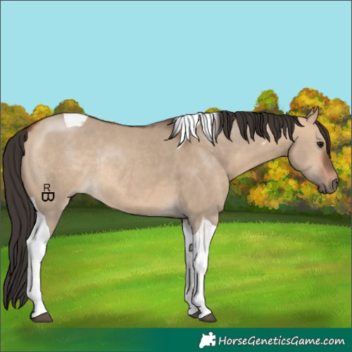 Horse Color:Bay Dun Tobiano Rabicano 