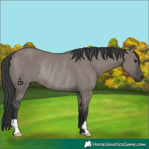 Horse Color:Grullo Rabicano 