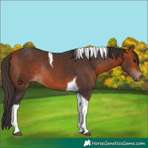 Horse Color:Bay Tobiano Rabicano 