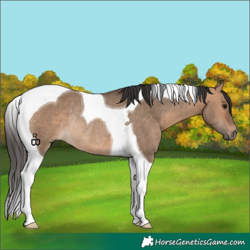 Horse Color:Bay Dun Tobiano Rabicano