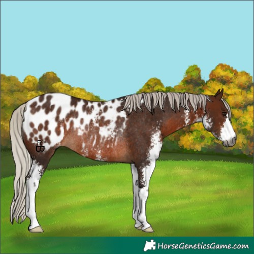 Horse Color:Gray Silver Bay Sabino Appaloosa Rabicano