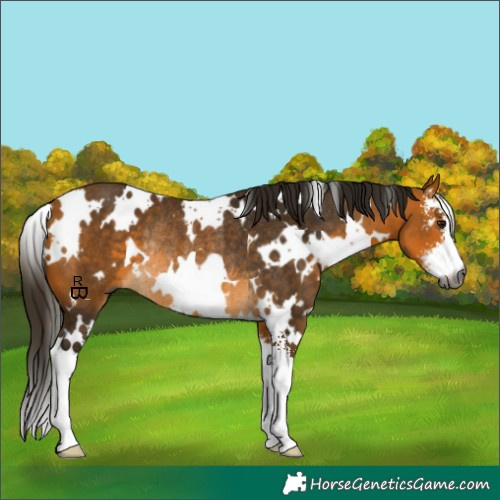 Horse Color:Gray White Spotted Buckskin Sabino Rabicano
