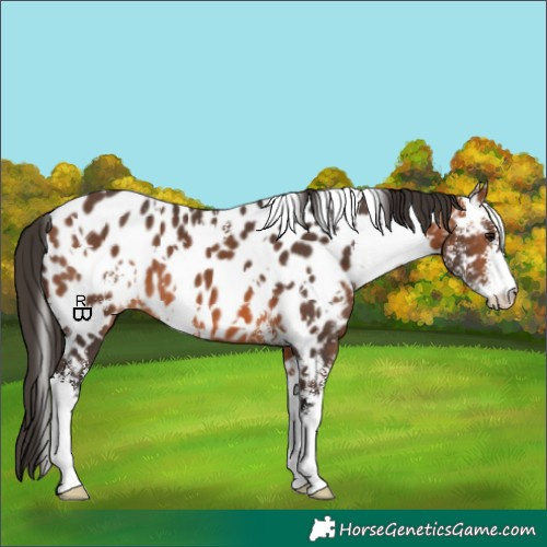 Horse Color:White Spotted Bay Sabino Appaloosa