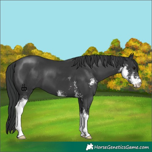 Horse Color:Black Sabino 