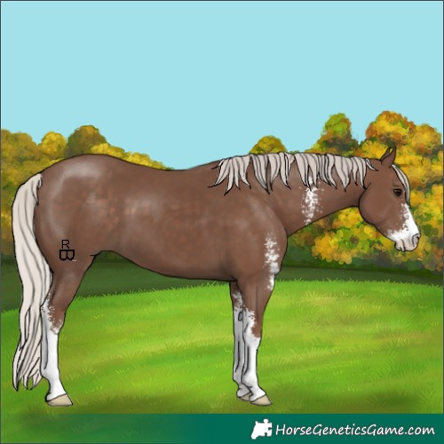 Horse Color:Silver Black Sabino 