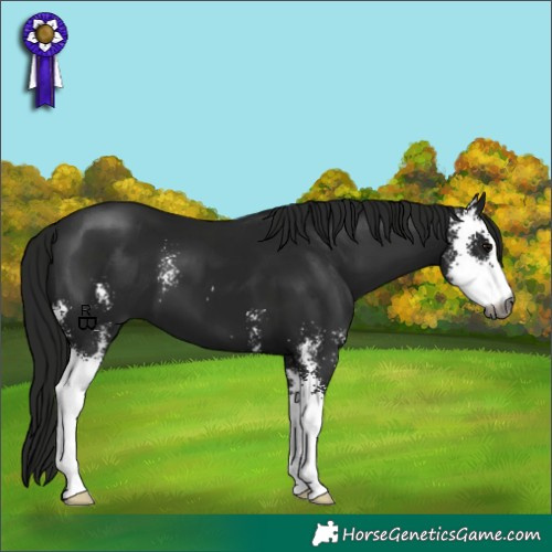 Horse Color:Gray Black Sabino 