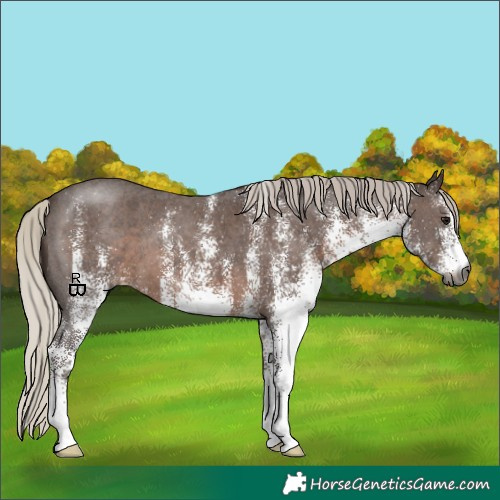 Horse Color:Gray White Spotted Silver Black 