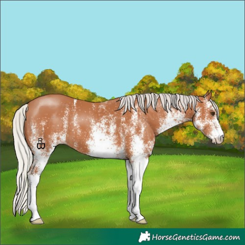 Horse Color:White Spotted Silver Bay 