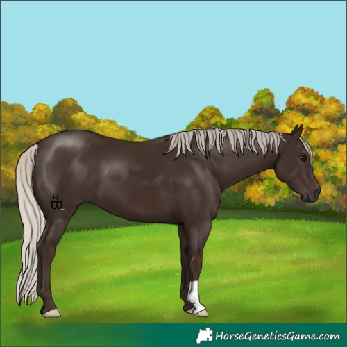 Horse Color:Gray Silver Black 