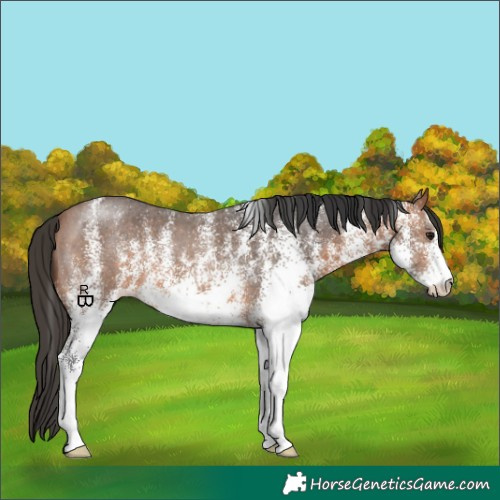 Horse Color:White Spotted Bay 