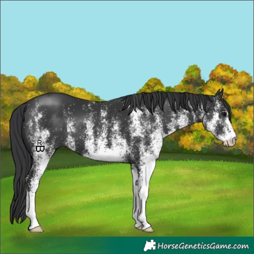 Horse Color:White Spotted Black 