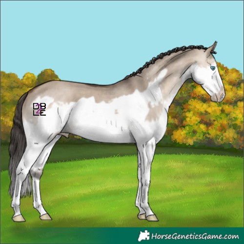 Horse Color:Brown Dun Splash Frame 