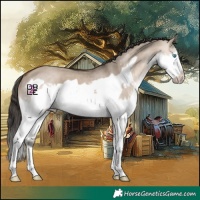 Horse Color:Brown Dun Splash Frame 