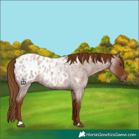 Horse Color:Red Roan Blanket