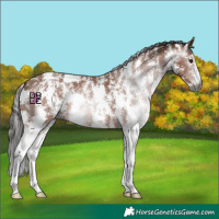 Horse Color:Gray Bay Sabino 