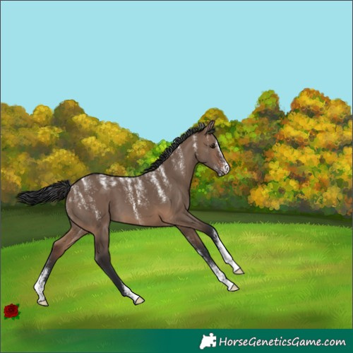 Horse Color:Powder White Brown Dun