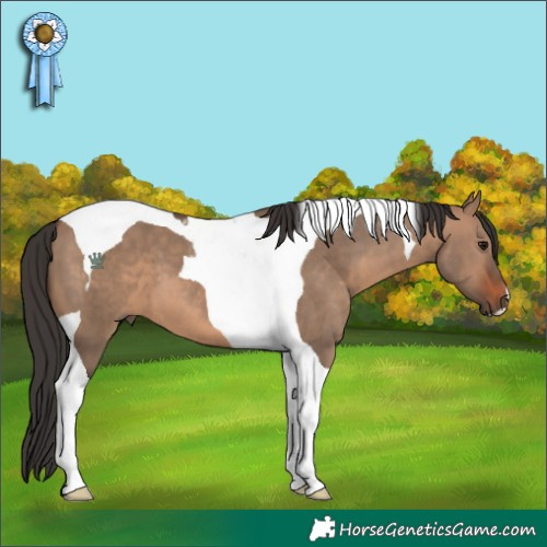 Horse Color:Brown Dun Tobiano 