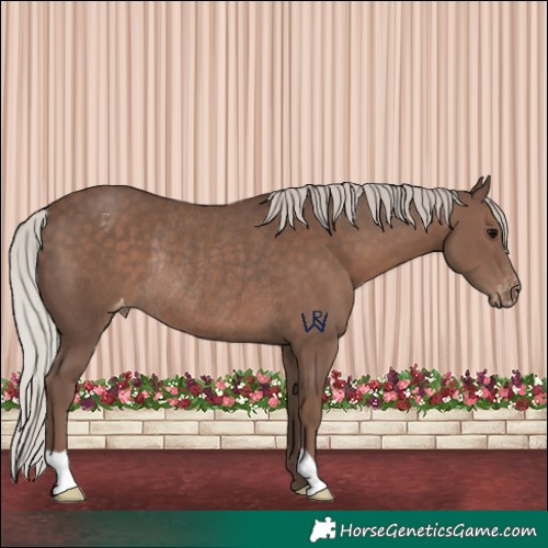 Horse Color:Silver Black Varnish Rabicano 
