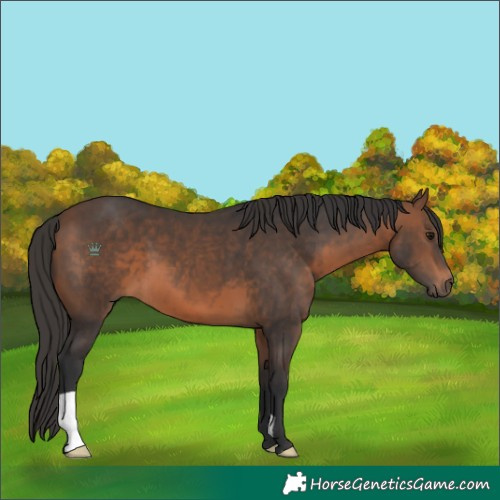 Horse Color:Brown 