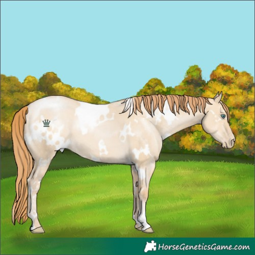 Horse Color:White Spotted Smoky Grullo Pearl 