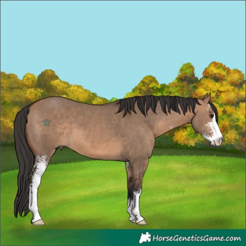 Horse Color:Brown Dun Sabino 