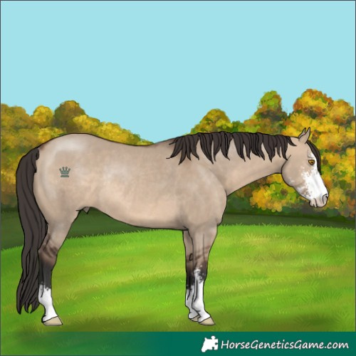 Horse Color:Brown Dun Sabino Rabicano 
