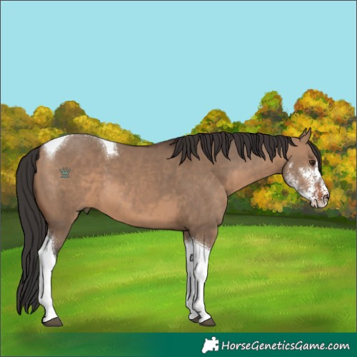 Horse Color:Brown Dun Sabino Tobiano 
