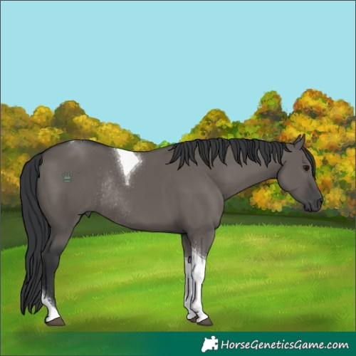 Horse Color:Grullo Tobiano Rabicano 