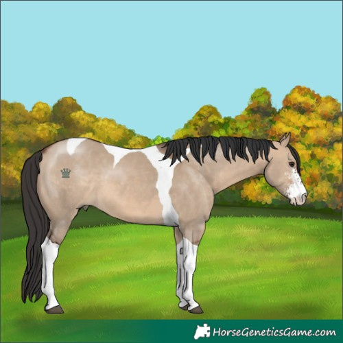 Horse Color:Brown Dun Sabino Tobiano