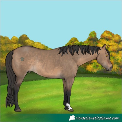 Horse Color:Brown Dun Rabicano 
