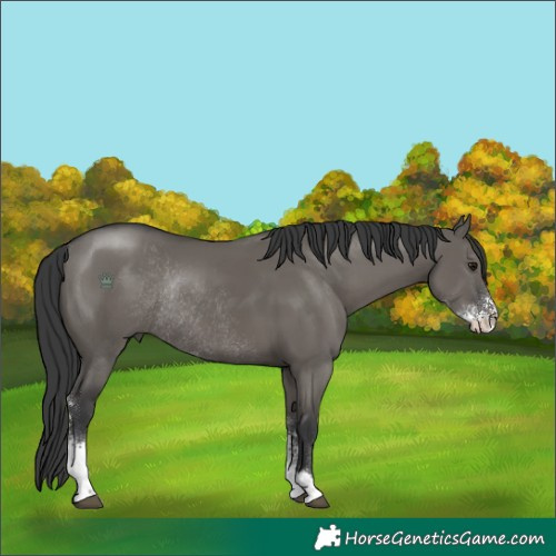 Horse Color:Grullo Sabino Rabicano 