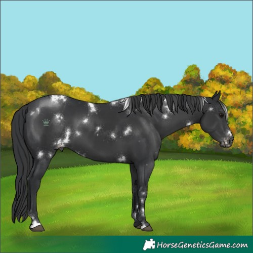 Horse Color:White Spotted Black Appaloosa 