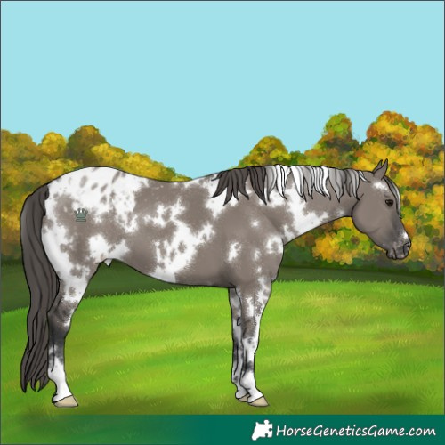 Horse Color:White Spotted Grullo Appaloosa 