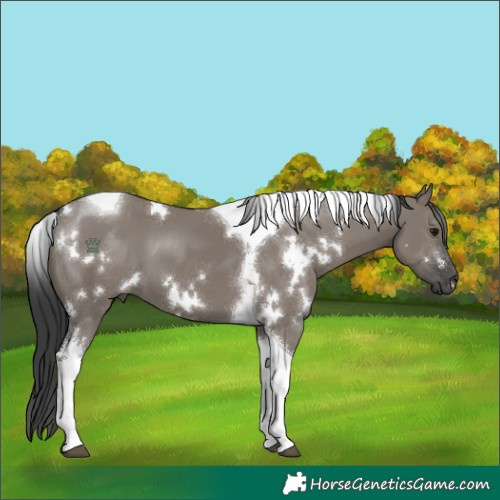 Horse Color:White Spotted Grullo Tobiano 