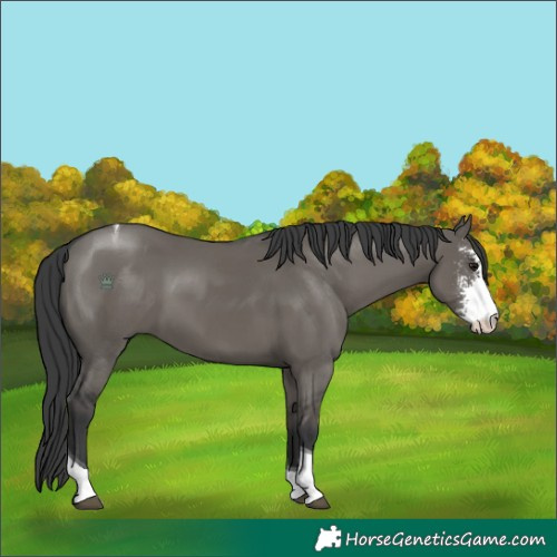 Horse Color:Grullo Sabino Tobiano 
