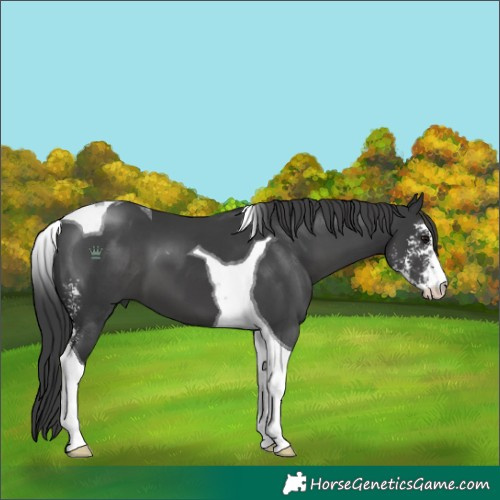 Horse Color:Black Sabino Tobiano 